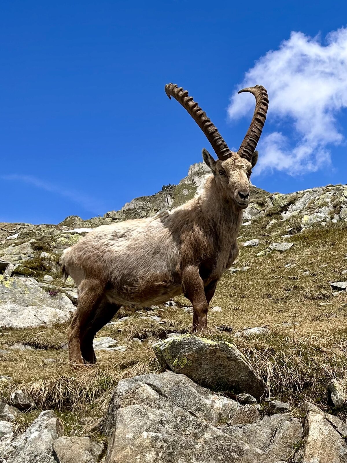Steinbock.
Nuffenen Pass, Switzerland 🇨🇭 - 2026